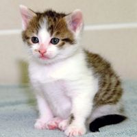 CC, first cloned cat