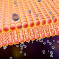 Cell membrane illustration