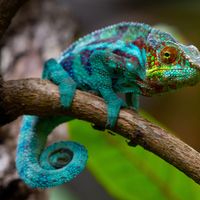 Chameleon