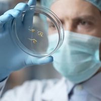 Genetically modified organisms (GMOs)