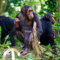 Chimpanzees