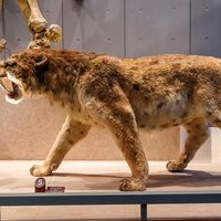 Prehistoric predator