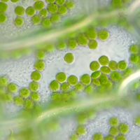 Turning plants green