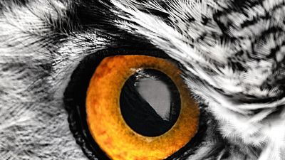 Close up of the eye of a horned owl. (genus Bubo) bird raptor. Cropped version of Asset ID: