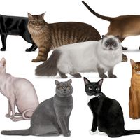 collage of cat types