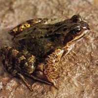 Rana temporaria, the European common frog