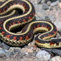 Common garter snake