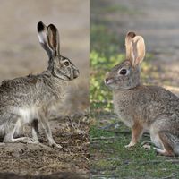Hare or rabbit?