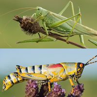 Cricket vs. grasshopper