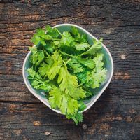 Bowl of cilantro
