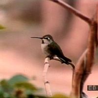 Anna's hummingbird courtship