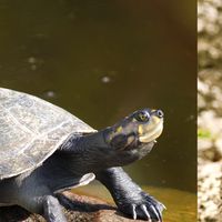 What's the difference between turtles and tortoises?