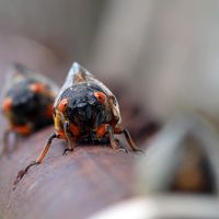 How do cicadas know when to go aboveground?