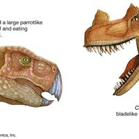 Ceratosaurus and Psittacosaurus