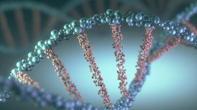 Artist's conception of the DNA double helix