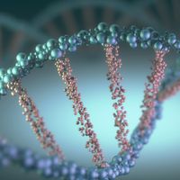 Artist's conception of the DNA double helix