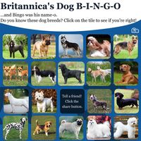 Britannica's Dog Bingo