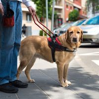assistance dog