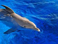 Dolphin