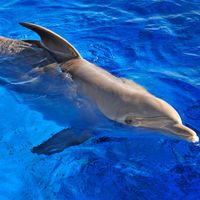 Dolphin