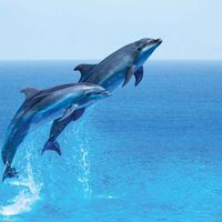 Dolphins