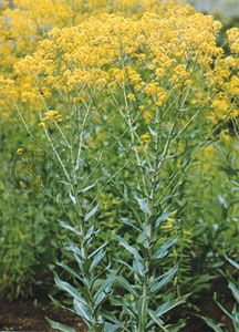 Dyerswoad, Isatis tinctoria, is a source of indigo, considered the oldest known dye.