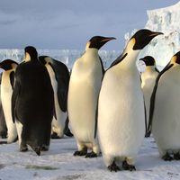 emperor penguins