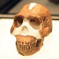 Homo naledi skull