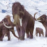 Ice age fauna