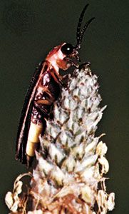 North American firefly