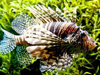 Lionfish