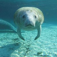 Florida manatee