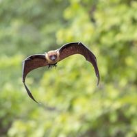 Are bats just rats with wings?