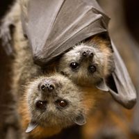 grey-headed flying fox