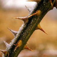 Hoarfrost on blackberry thorns