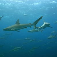 Galapagos sharks