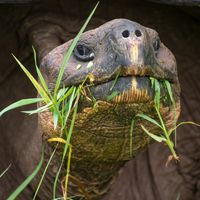 A Galapagos tortoise (Chelonoidis niger) on Santa Cruz island