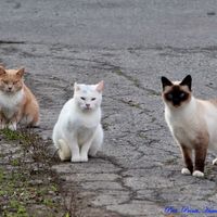 Feral cats