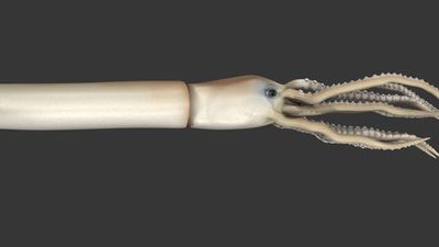 How big are giant squids?