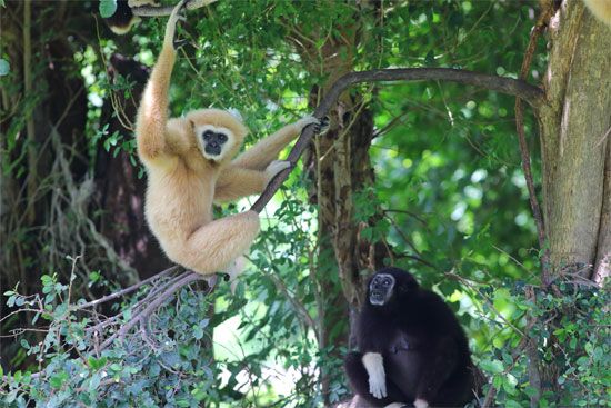 gibbons (family Hylobatidae)