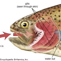 Respiratory system of a fish