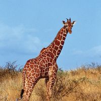 Tallest land animal
