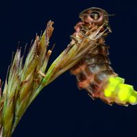 Glowworm (Lampyris noctiluca)