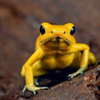 Phyllobates terribilis