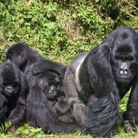 Ape communities