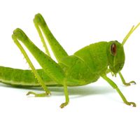 Grasshopper
