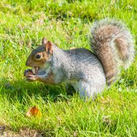 Gray squirrel