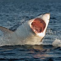 white shark