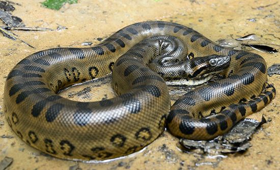 green anaconda