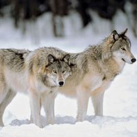 Gray, or timber, wolves (Canis lupus).
